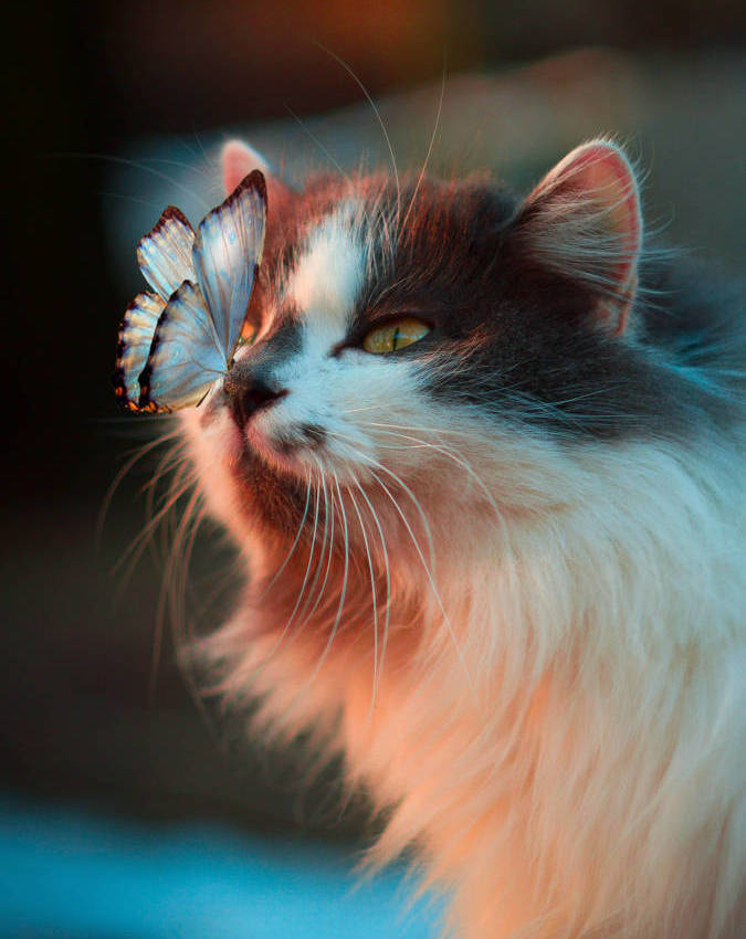 Gato jugando con mariposa
