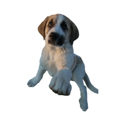 La huella de tu mascota para recordarle