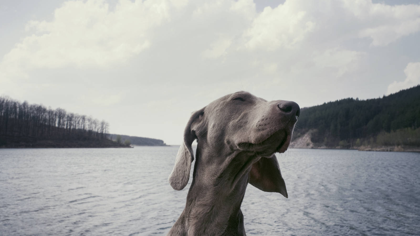 Perro en un lago
